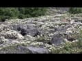 【北海道の絶景】高山植物　イソツツジ群生