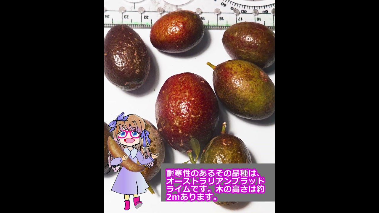 フィンガーライムの耐寒性Cold Tolerance of Finger Limes　耐寒性のある品種はオーストラリアンブラッドライム。防寒処理なしで今年の冬を越し5月に沢山の花を付け、新芽も伸びた。