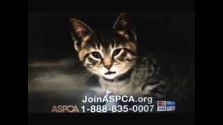 Best Of Aspca Commercial Song Free Watch Download Todaypk Best Of Aspca Commercial Song Free Watch Download Todaypk