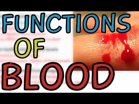 रक्ताभिसरण प्रणाली: रक्ताची कार्ये - 2 मिनिटांत स्पष्ट!