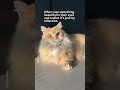 👀 #shorts #cat #funny