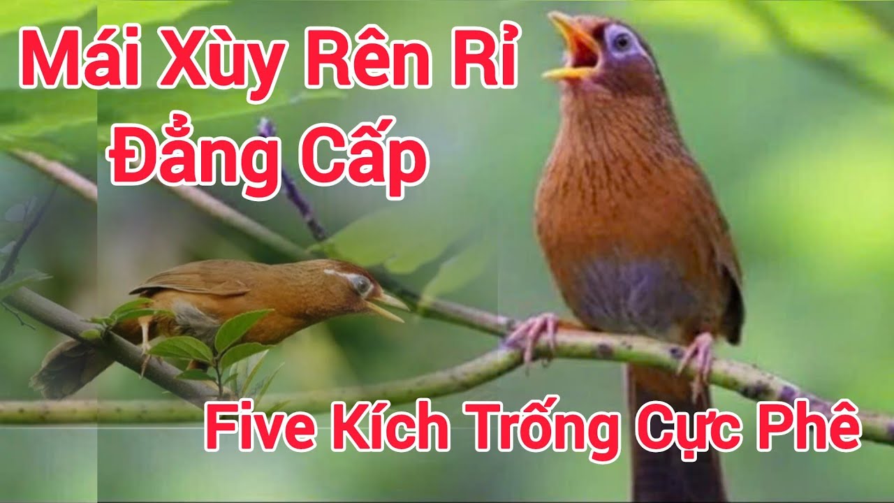 Mái Xùy Rên Rỉ Đẳng Cấp Mở Five Luyện Mộc Hót Cả Ngày Cứ Nghe Là Hót 