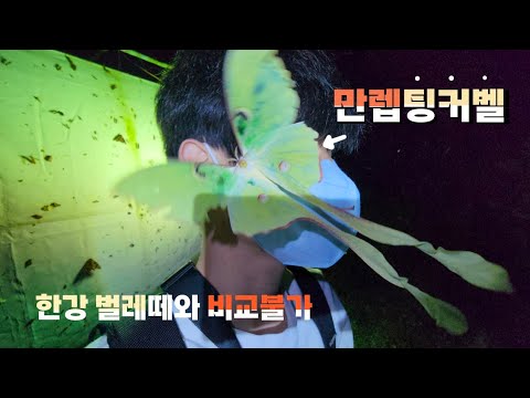 <strong>식당앞에</strong> 괴물들이 날아옵니다. 하루살이와는 비교도 안되는 벌레폭풍이 몰아치네요