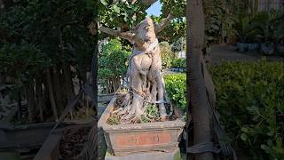 Ficus Plant Care Tips #shorts