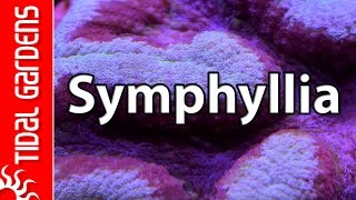 What's the deal with Symphyllia?