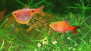How to Breed Rosy Barb fish (finally secrets revealed)