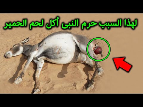 فيديو: هل يأكل zebu اللحوم؟