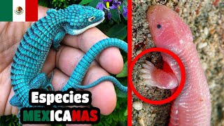 7 especies ENDÉMICAS de MÉXICO que seguramente no conocías 🤯