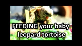 What to feed your baby leopard tortoise | happytortoises