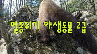 지리산 숲의 황금빛 사냥꾼/노란목도리담비 screenshot 1