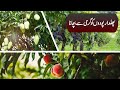 پھلدار پودوں کو گرمی سے بچانا