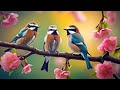 Beautiful Relaxing Music With Bird Sounds рџ њ Piano Music Positive Energy For Morning Study And Work Beautiful Relaxing Music With Bird Sounds рџ њ Piano Music Positive Energy For Morning Study And Work