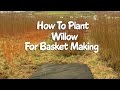 Comment Planter Du Saule Pour La Fabrication De Paniers mp3