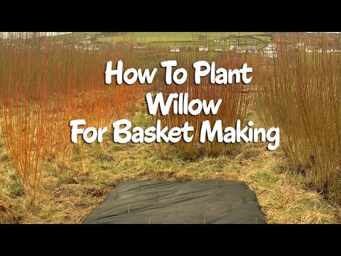 Video: Basket Willow Tree Info - Cómo cultivar sauces de cesta para tejer cestas