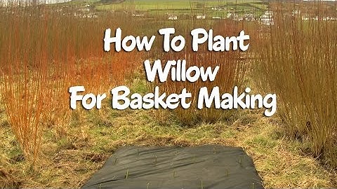 How to plant Willow for basket making
