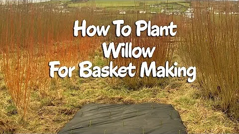 How to plant Willow for basket making