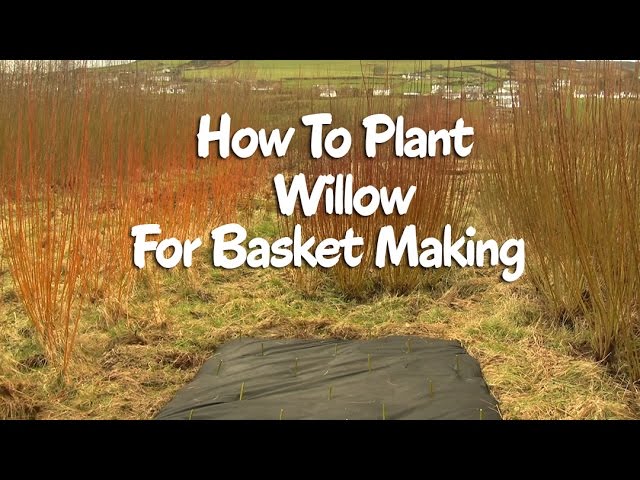 Basket Making Kits - Barfad Willow