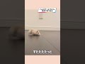 走り去るハムスターが可愛い【ててらぼペット部】