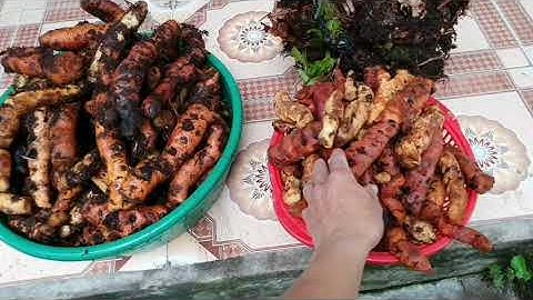 Cây thuốc làm mạnh gân cốt,bổ thận,tăng ham muốn,trị đau dạ dày