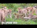 CHEETAH | The Speed Legend and the Battle for Survival on the Savanna