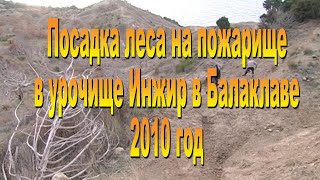 Посадка леса на пожарище Инжира. 2010г