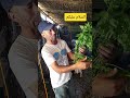 تحيه لمولود الدجاج فيما كاين شي موالين الجاي تحياتي لهم الوكره المراه