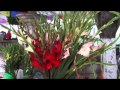 El exitoso cultivo de la gladiola. Flor que cuenta con hasta diez colores