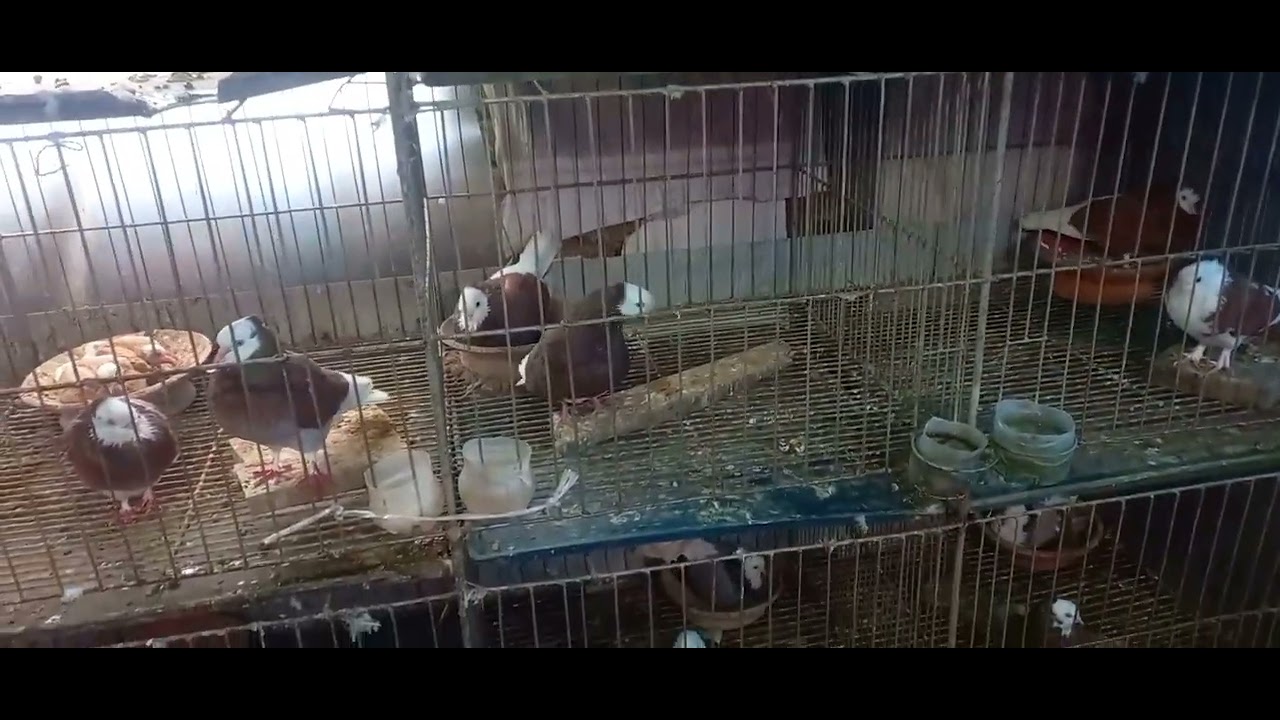 আমাদের এখানে আজ ওয়েদার খুব খারাপ, তাই বাড়তি কেয়ার করতে হবে, তা-না হলে কবুতর অসুস্থ হওয়ার চান্স থাকে।