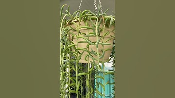 STRING OF BANANAS (PROPAGATED) #Shorts