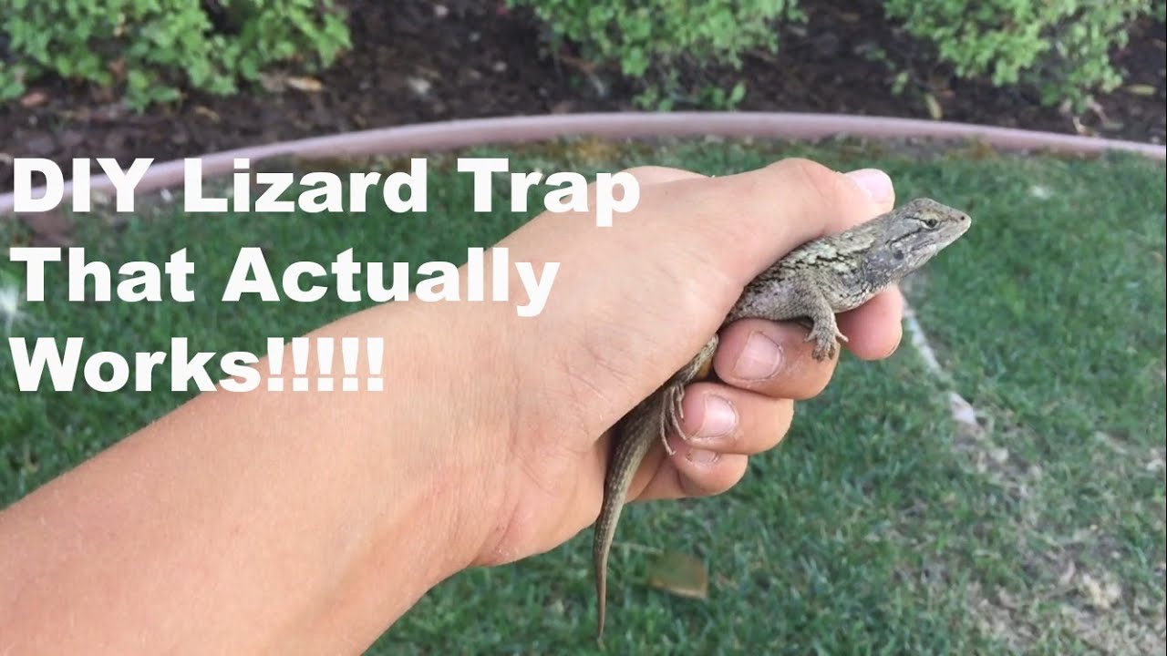 3 Ways to Catch a Lizard without Using Your Hands - wikiHow