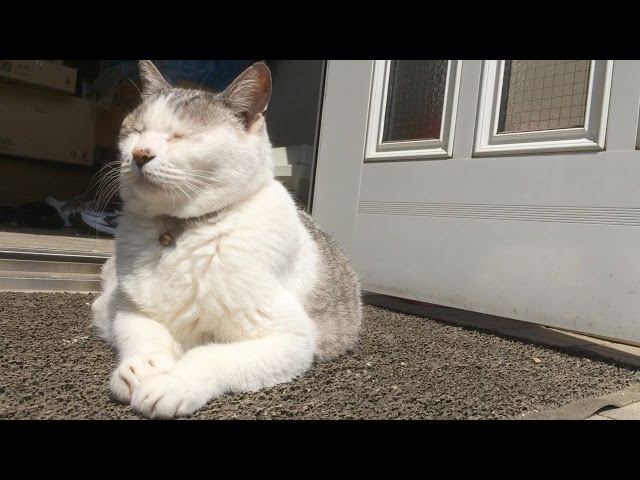 ひなたぼっこで鼻ヒクヒク