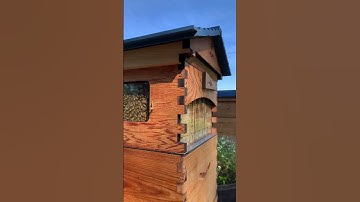 Afternoon hive check 🐝