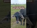peaceful cow