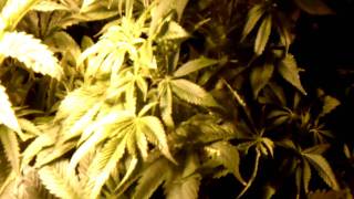 NatGeo:Organic MMJ Veg Plants From SB