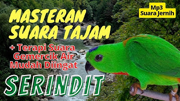 MASTERAN SERINDIT + TERAPI SUARA GEMERCIK AIR MUDAH DIINGAT  Mp3 #serindit #masteranburung