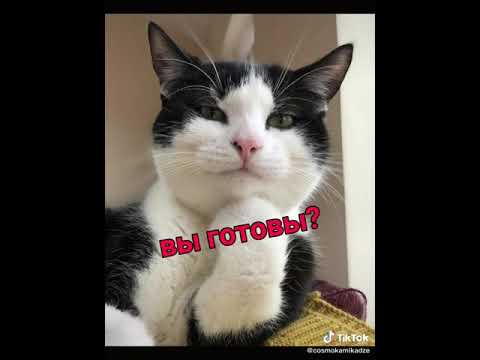 Топ 8 смешных кличек для котов