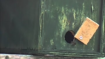 Scout bees investigate bait hive