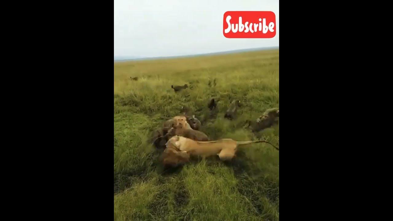 loin attack - YouTube