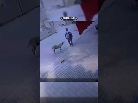 Собака, которая согревает сердца своей преданностью ❤️