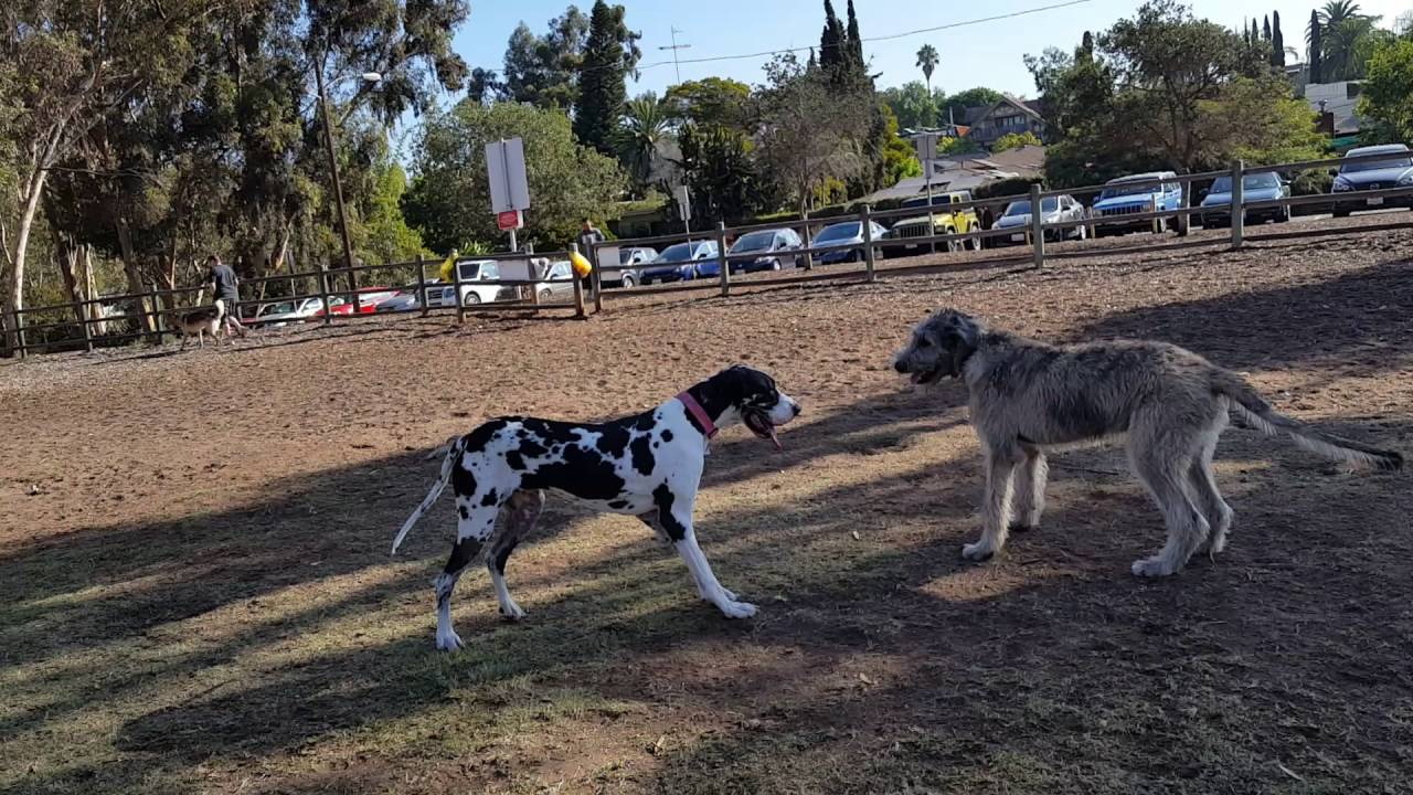 irish wolfhound mixed with great dane