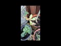 Oak bonsai chop