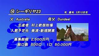 ⑭シーギリヤ23 (Australia産駒) ｜ ローレルクラブ