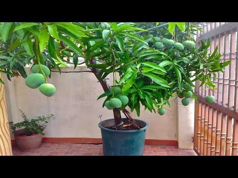 Come coltivare i manghi: guida completa in vaso e in terra
