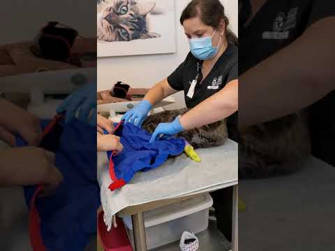 stretch technique, cat muzzle, bag Cat
