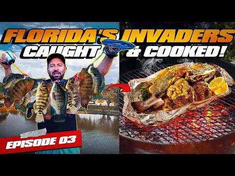 Conquering Florida's Freshwater Invasive Species! Catch, Cook & Feast on Cichlids EPISODE 3