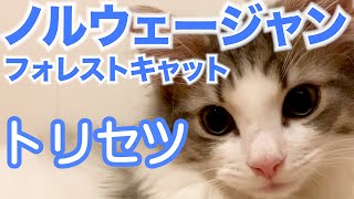 【分でわかる】ノルウェージャンフォレストキャットの特徴