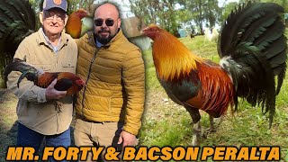 Mr Forty Penny Bates Hatch Butcher Frost Grey  | Bacson Peralta Farm Visit Beautiful Birds