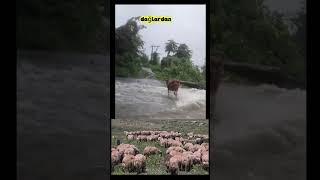 Ferhatın ineği