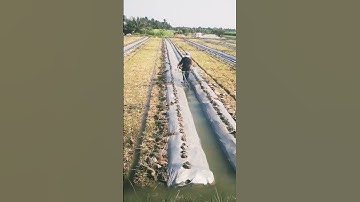 máy cắt cỏ tự chế thành máy tưới nước 1 người xài