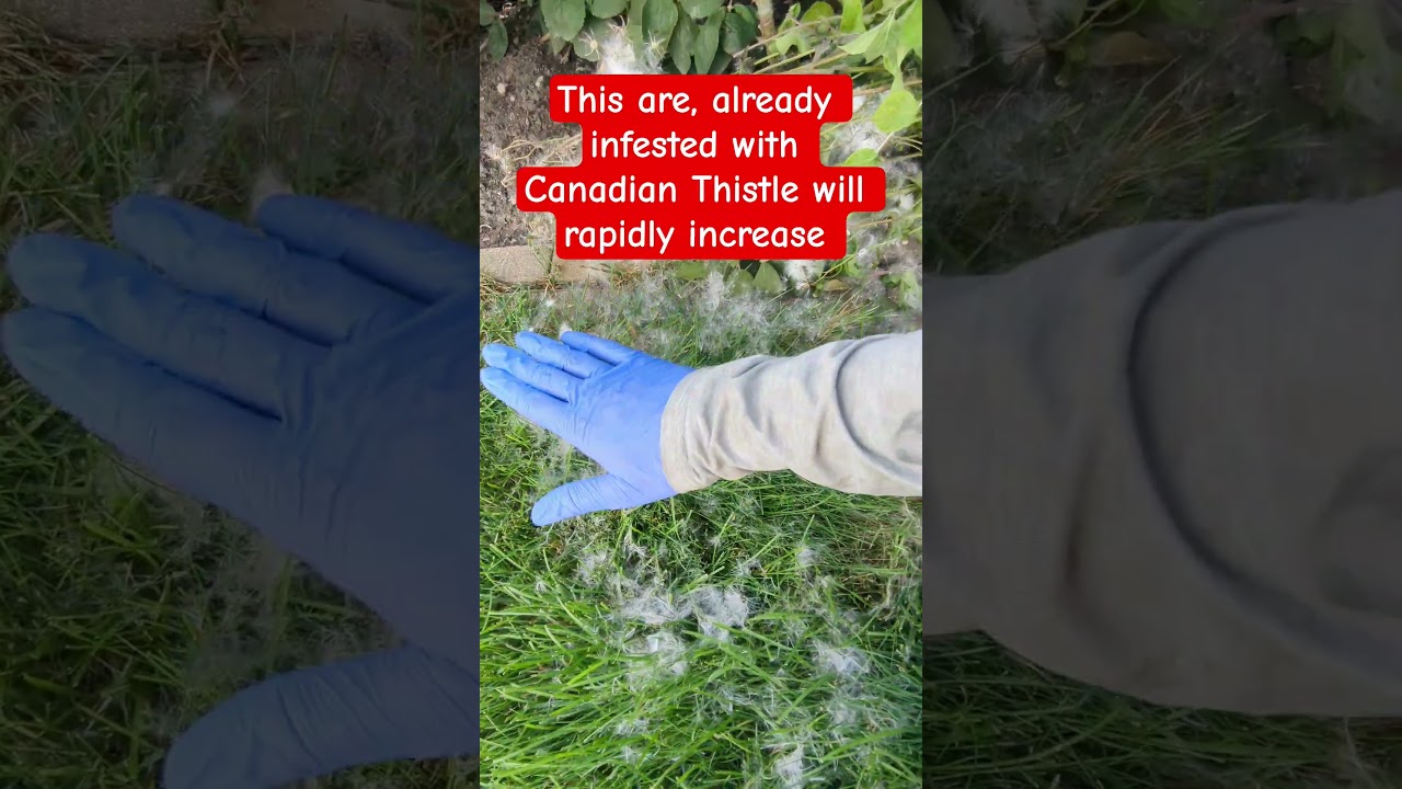 Как семена канадского чертополоха распространяются на газонах